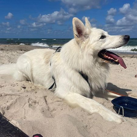 פוגורזליצה Dogs Welcome! Domek Na Zacisznej מראה חיצוני תמונה