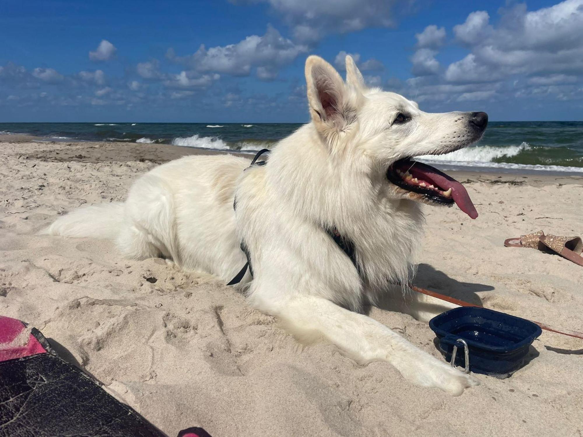 פוגורזליצה Dogs Welcome! Domek Na Zacisznej מראה חיצוני תמונה